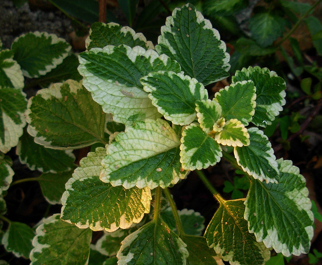 Plectranthus Forsteri